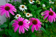 Coneflowers